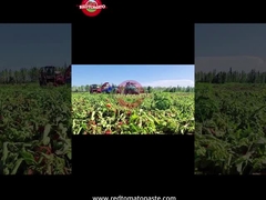 সিনজিয়াং ড্রাম টমেটো পেস্টের উৎপাদন প্রক্রিয়াঃ ফসল থেকে ক্যানিং পর্যন্ত